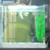 اکواریوم شرکتی|ماهی|شوش, |دیوار