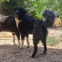 واگذاری سگ قدرجونی