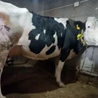 گاو سیمینتال شکم سوم با گوساله سیمینتال ماده|حیوانات مزرعه|مشگین شهر, |دیوار