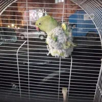 طوطی ملنگو مرغ عشق قناری سهره