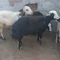 3راس میش عشقی قوچ خورده|حیوانات مزرعه|سیمین شهر, |دیوار