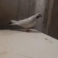 یک ماده کله دم سبز