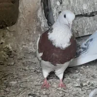 چندتا کبوتر پرشی
