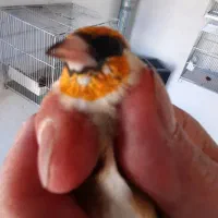 سهره و قناری|پرنده|دماوند, دماوند|دیوار