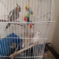عروس هلندی آلبینوچشم شرابی خانگی.فول اچ تی وان