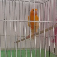 قناری ابلغ و سرخ