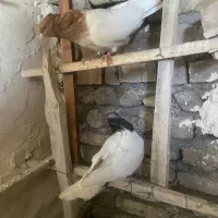 کفتر کبوتر طوقی ساده سینه کله|پرنده|مشهد, هفت تیر (نه دره)|دیوار