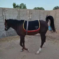 اسب نر دره شوری اصیل جوون خیلی زیبا وآرام