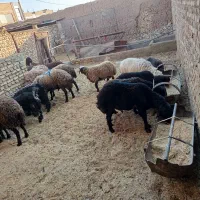 بره|حیوانات مزرعه|میبد, |دیوار