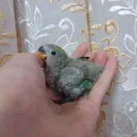 ۴تا جوجه کوتوله برزیلی سرلاکی|پرنده|اصفهان, سرچشمه|دیوار