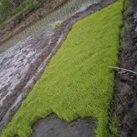 توم.نشا  دم سیاه