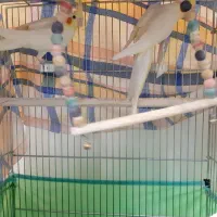 عروس هلندی لوتینو چشم شرابی|پرنده|شاهینشهر, گرگاب|دیوار