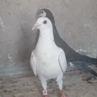 س جفت جوانه ۴۰۰ ونروماده سبز ۵۰۰ تا فرداصبح