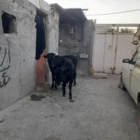 گوساله نر داشتی|حیوانات مزرعه|بیستون, |دیوار