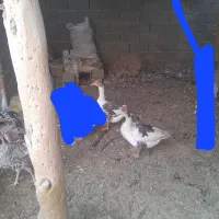 یک جفت غاز|حیوانات مزرعه|زابل, |دیوار