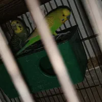 فروش تعدادی فنچ و مرغ عشق|پرنده|فردیس, فرامرزیه|دیوار