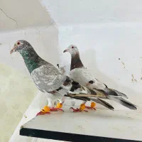 هفرنگ خطی،هفرنگ ماده.دمسیاه.زرد طاووسی