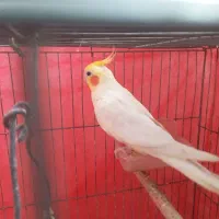 عروس هلندی بالغ نر.