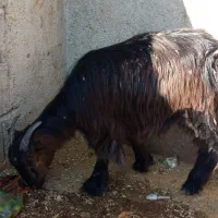 بزغاله محلی