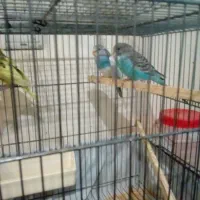 سه جفت مرغ عشق آماده باقفس