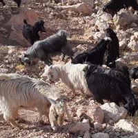 تعداد۴۳بزغاله فروش|حیوانات مزرعه|آبدانان, |دیوار