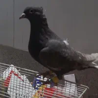 کفتر  سرخ و مشکی دم سفید