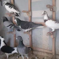 تعدادی پلاکی شهری بهبونی|پرنده|شیراز, تندگویان|دیوار