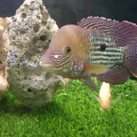 ماهی گوشت خوار