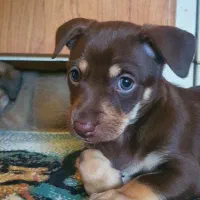 واگذاری دوبرمن مینیاتور پینچر اصیل(دوبرمن پاکوتاه)