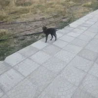 واگذاری ۲ قلاده توله سگ|سگ|ارشق, |دیوار