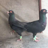 کبوتر