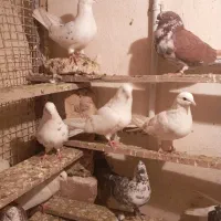 کبوترپرشی|پرنده|ماهدشت, |دیوار