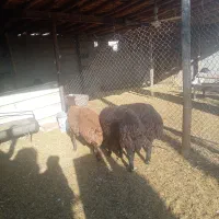 بره ماده