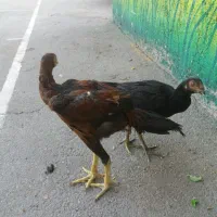 مرغ و خروس اصیل لاری