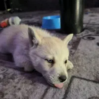 سک هاسکی سفید چشم دو رنگ|سگ|مشهد, فاطمیه|دیوار