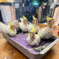 جوجه سرلاکی عروسی هلندی