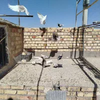 کفتر فروشی به شرط پرش