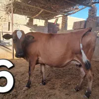 گاو آبستن سنگین و شیری جرزی اصل ،معاوضه با سواری