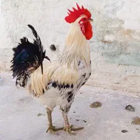 خروس زیبای یکساله