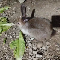 ۵عددخرگوش فروش ومعاوضه با مرغ و غیره