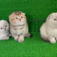 گربه اسکاتیش و بریتیش|گربه|گرگان, |دیوار