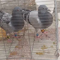 مژدگانی به یابنده