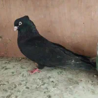 کبوتر زاغ ابادانی، طوقی همه خال،سرور،تهرانی پرشی