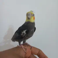 عروس هلندی سخنگو