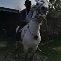 اسب|اسب و تجهیزات اسب‌سواری|شاندرمن, |دیوار