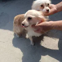 سلام سگ ژرمن و پامرا