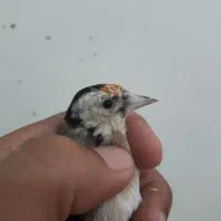 جوجه سهره دشتک زیردهنی و۳تاماده