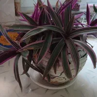 گل طبیعی|گل و گیاه طبیعی|کرمانشاه, |دیوار