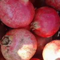 فروش انار ارسنجان|خوردنی و آشامیدنی|ارسنجان, |دیوار