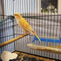 فروش قناری نر|پرنده|فردیس, شهرک شهید حسینی|دیوار